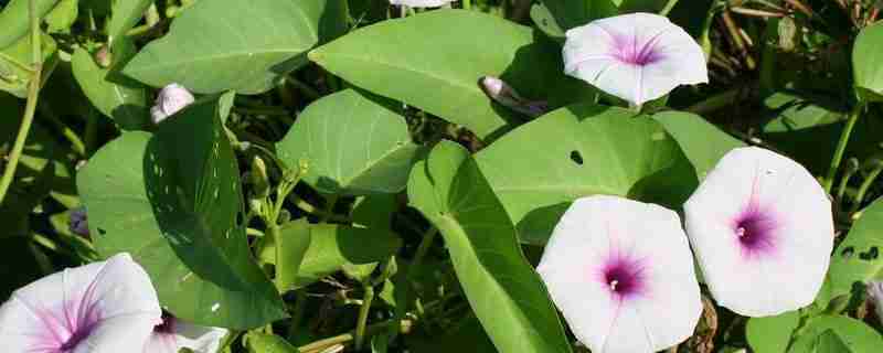 空心菜含钾高吗,什么蔬菜含钾高呢(空心菜含钾高吗?)